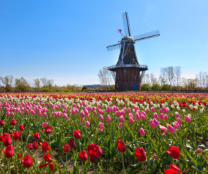 Windmill Island Gardens is one of the best family vacation activities in Holland, Michigan.