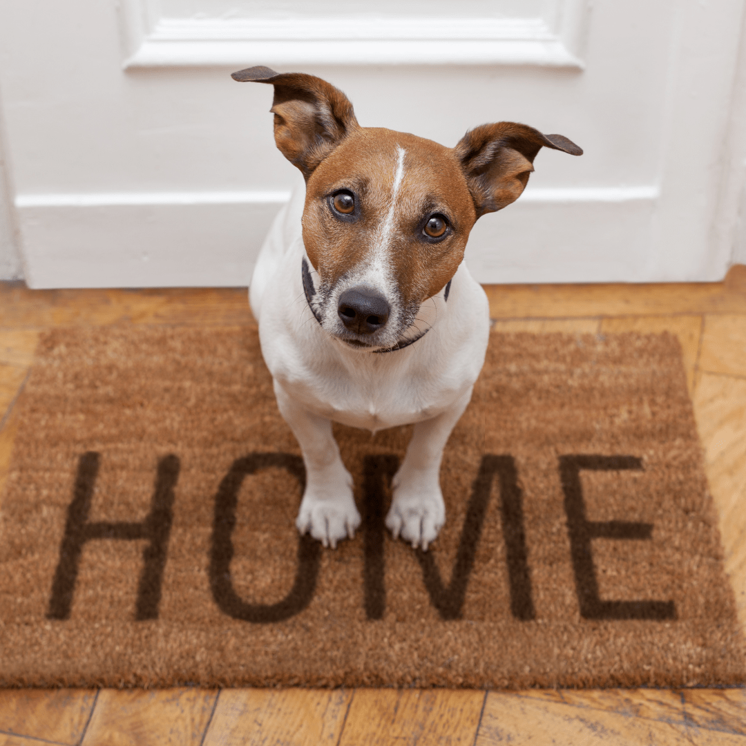 Travel Blog outlining the best dog friendly vacation rentals in West Michigan