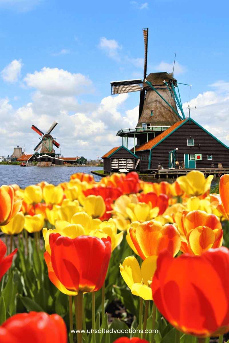 Get Ready for the Holland Tulip Festival in Spring 2024 BVW Unsalted
