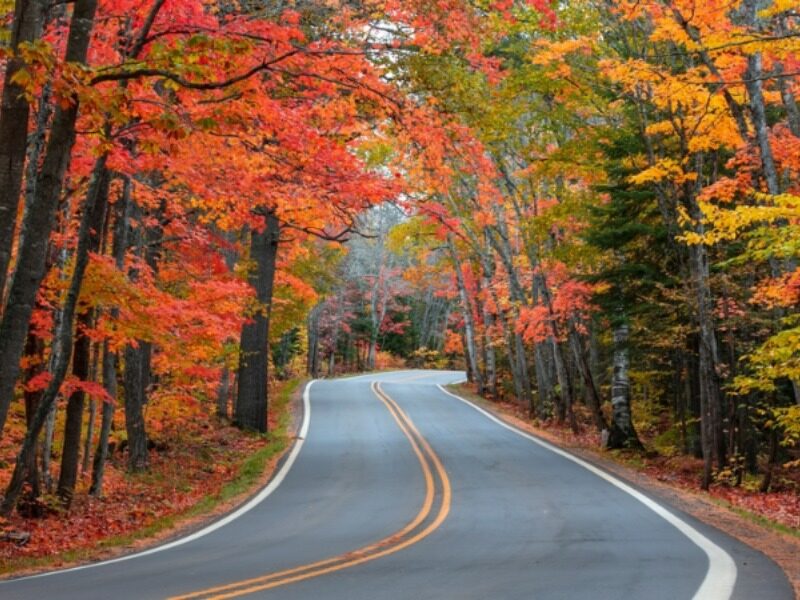 Michigan Fall Colors: I winding road traversing a vibrant forest with fall colors.